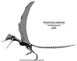 Pterorhynchus httpsuploadwikimediaorgwikipediacommonsthu