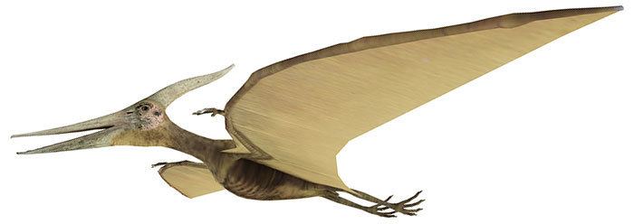 Pterosaur Pterosaur Revolution Confirms Creation The Institute for Creation