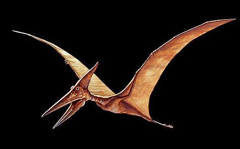 Pterosaur Pterosaur Dinosaur photos information Dinosaur Gallery