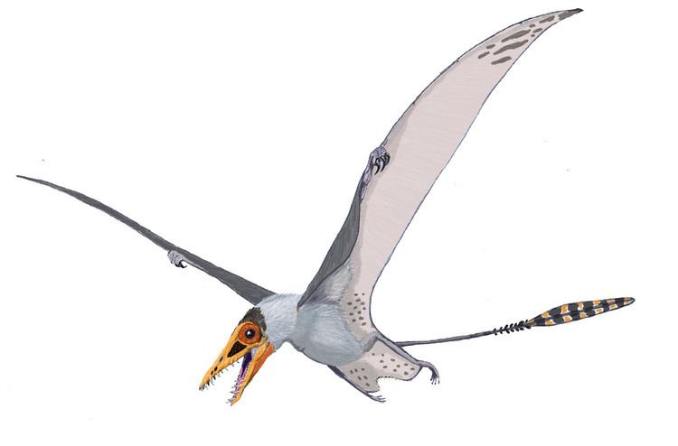 Pterosaur httpsuploadwikimediaorgwikipediacommons00