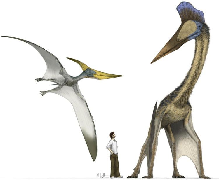 Pterosaur The Great Pterosaur Makeover Phenomena