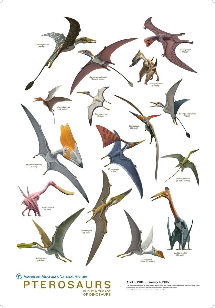 Pterosaur Pterosaur history and some interesting facts