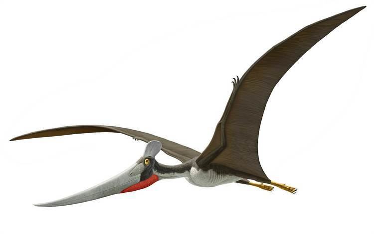 Pterosaur Like Dinosaurs With Wings 5 Facts About Pterosaurs NBC News