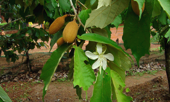 Pterospermum Welcome to Pilikula Nisarga Dhama