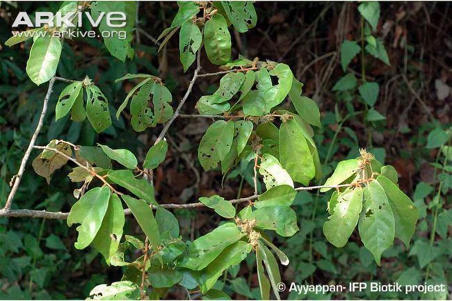 Pterospermum Pterospermum videos photos and facts Pterospermum reticulatum