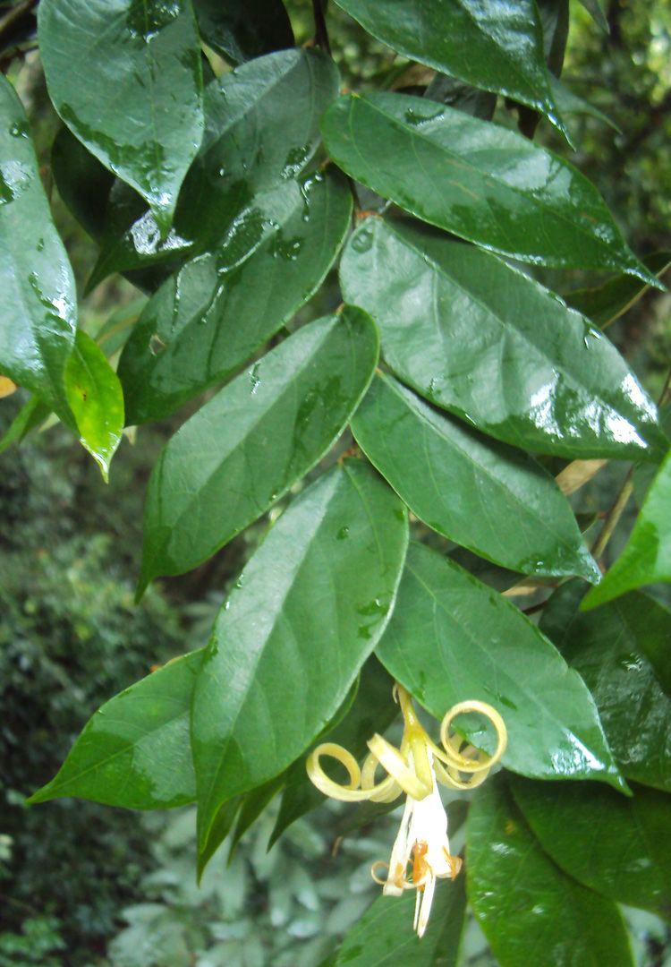 Pterospermum Pterospermum rubiginosum Heyne Species India Biodiversity Portal