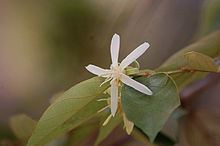 Pterospermum suberifolium httpsuploadwikimediaorgwikipediacommonsthu