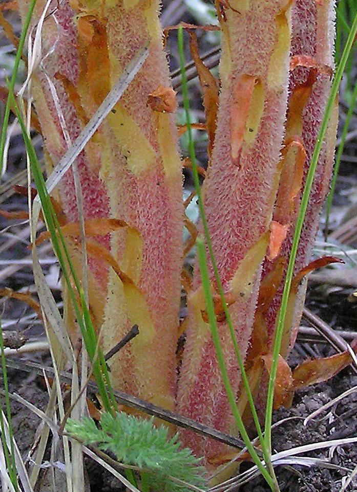 Pterospora Pterospora andromedea pinedrops Go Botany