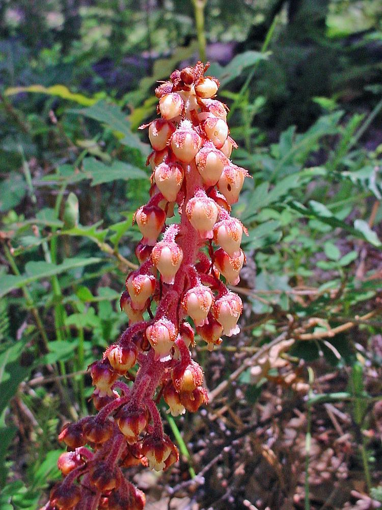 Pterospora Vascular Plants of the Gila Wilderness Pterospora andromedea