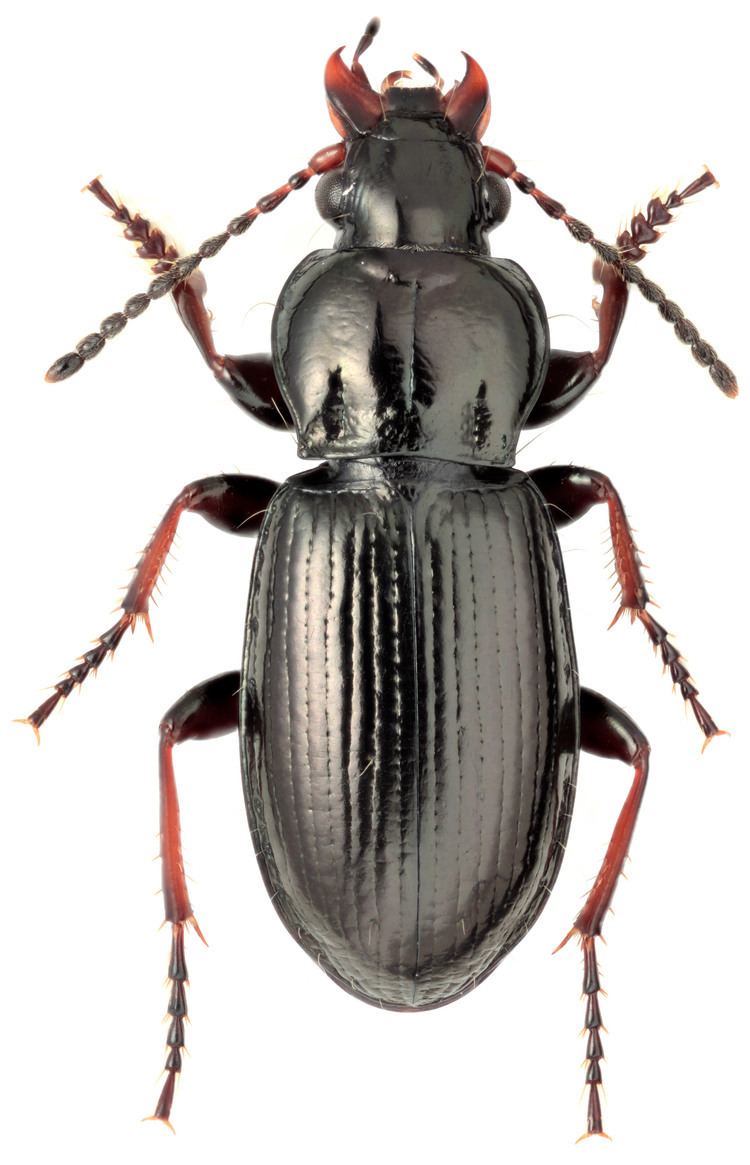 Pterostichus Genus Pterostichus Bonelli 1810 Carabidae