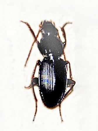 Pterostichus nicaeensis