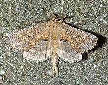Pterostoma palpina httpsuploadwikimediaorgwikipediacommonsthu