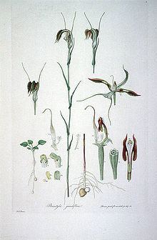 Pterostylis grandiflora httpsuploadwikimediaorgwikipediacommonsthu