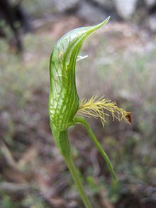 Pterostylis plumosa httpsuploadwikimediaorgwikipediacommonsthu