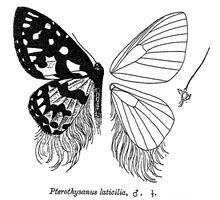 Pterothysanus laticilia httpsuploadwikimediaorgwikipediacommonsthu