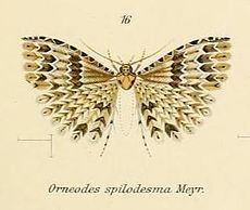 Pterotopteryx spilodesma httpsuploadwikimediaorgwikipediacommonsthu