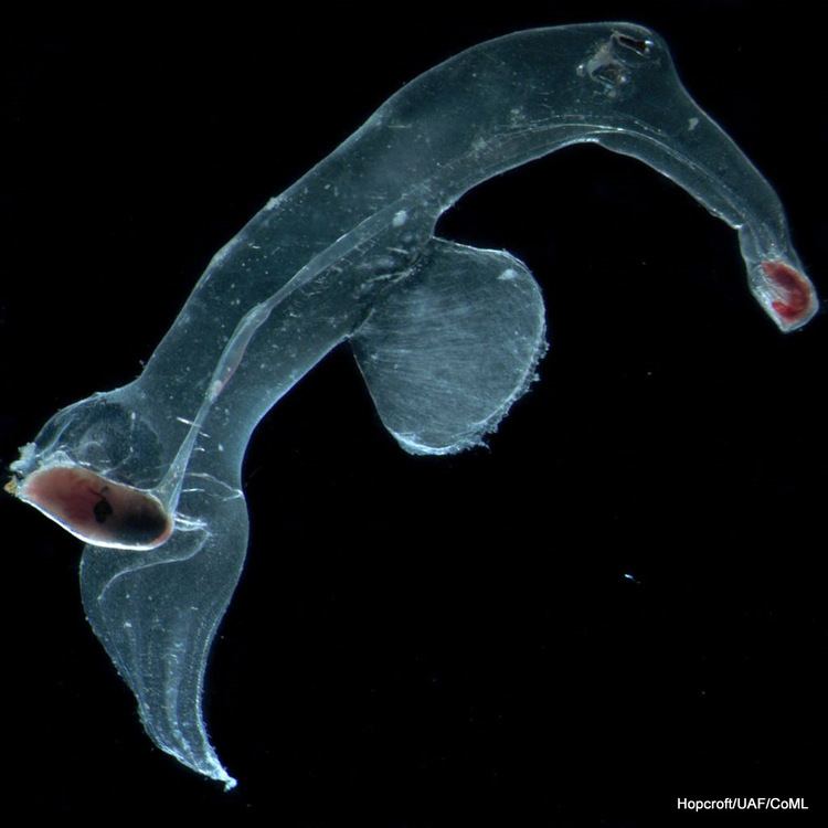 Pterotrachea Photos and captions by R Hopcroft U AlaskaFairbanks Mostly from