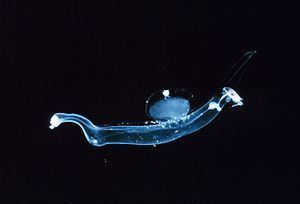 Pterotracheoidea httpsuploadwikimediaorgwikipediacommonsthu