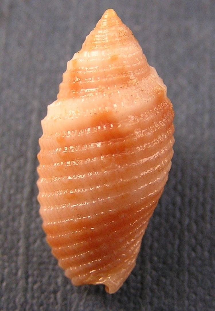 Pterygia (gastropod)