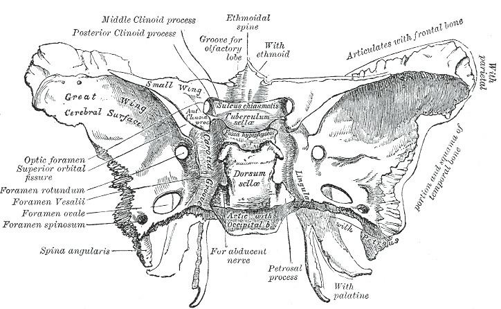 Pterygoid processes of the sphenoid