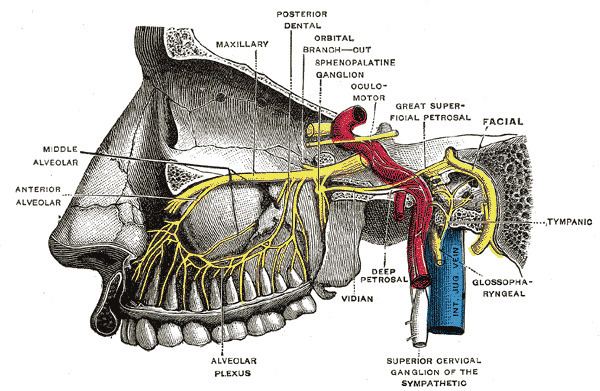 Pterygopalatine nerves