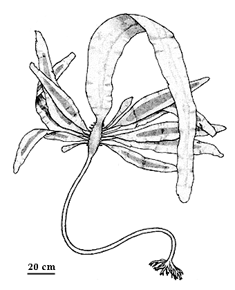 Pterygophora californica Guide page for Pterygophora californica Ruprecht