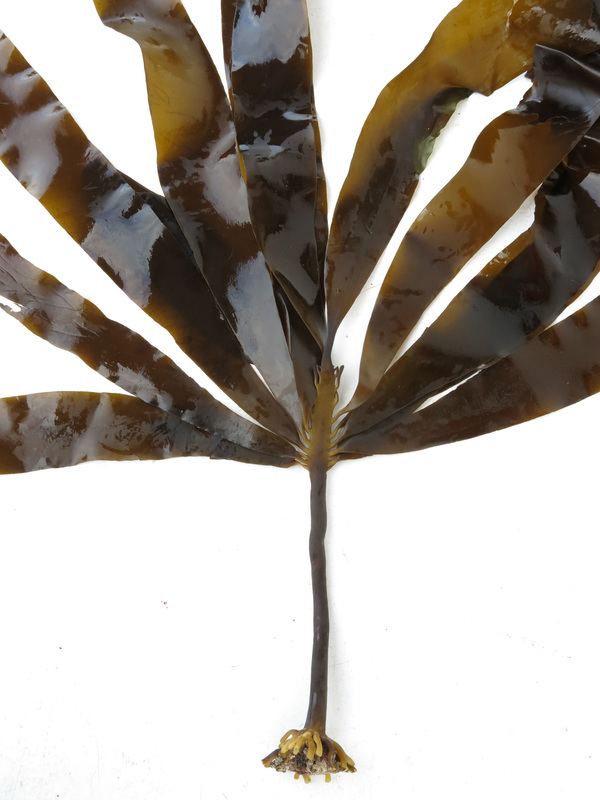 Pterygophora californica Woodystemmed kelp Pterygophora californica Biodiversity of the