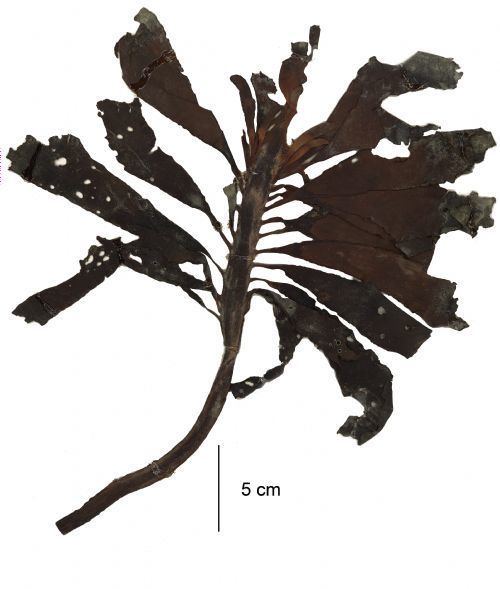 Pterygophora californica Seaweeds of Alaska