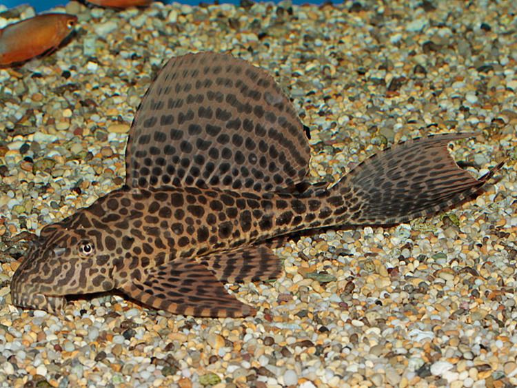 Pterygoplichthys gibbiceps Sailfin plec Pterygoplichthys gibbiceps Fish Tanks and Ponds