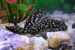 Pterygoplichthys joselimaianus httpsuploadwikimediaorgwikipediacommonsthu