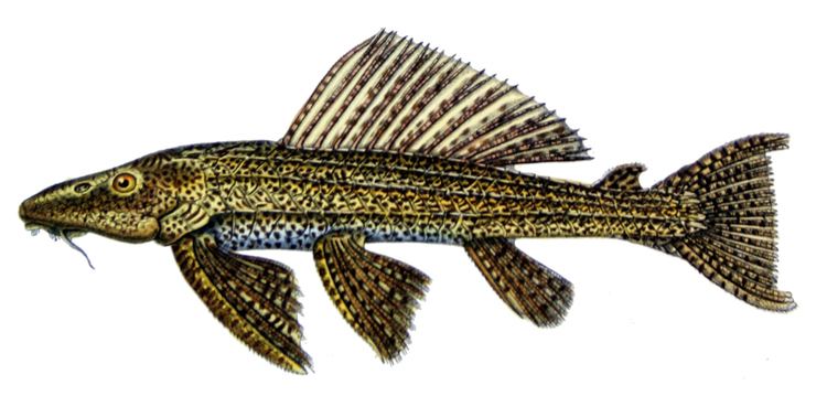 Pterygoplichthys pardalis FilePterygoplichthys pardalisjpg Wikimedia Commons
