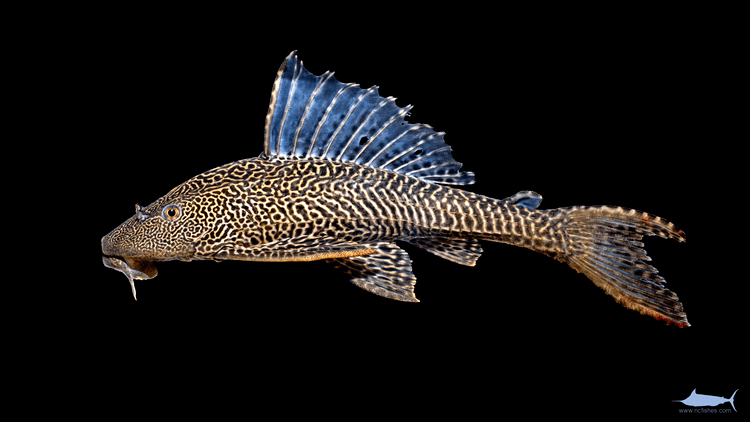 Pterygoplichthys pardalis Pterygoplichthys pardalis Fishes of North Carolina
