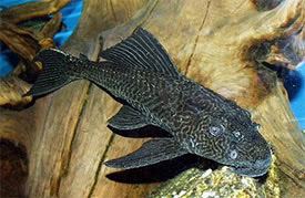 Pterygoplichthys pardalis Pterygoplichthys pardalis Amazon sailfin catfish Tropical Fish
