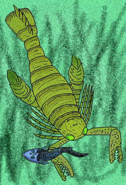 Pterygotidae