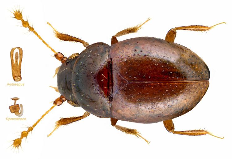 Ptiliidae The World39s Best Photos of beetle and taxonomyfamilyptiliidae