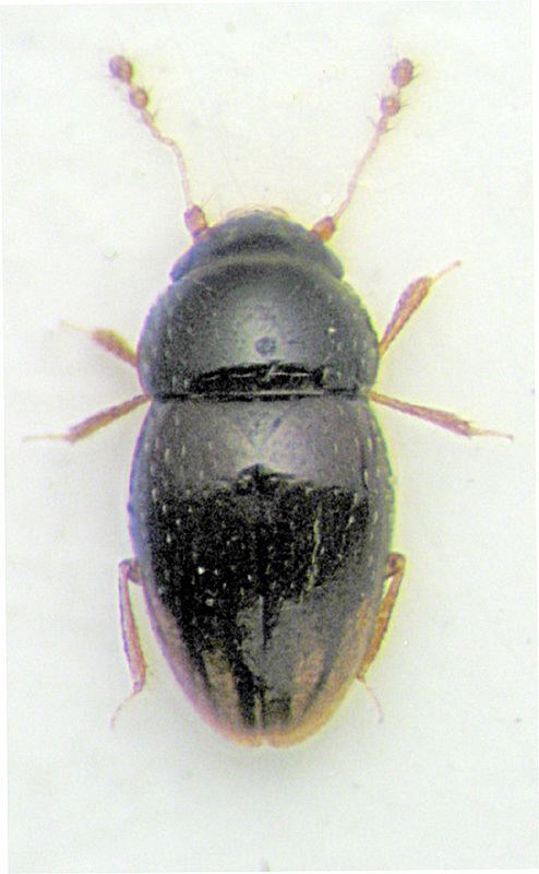 Ptiliidae httpswwwzinruanimaliacoleopteraimagesptef