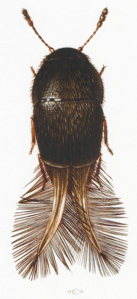 Ptiliidae Ptiliidae