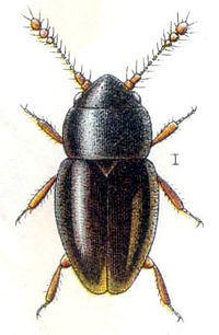 Ptiliinae httpsuploadwikimediaorgwikipediacommonsthu