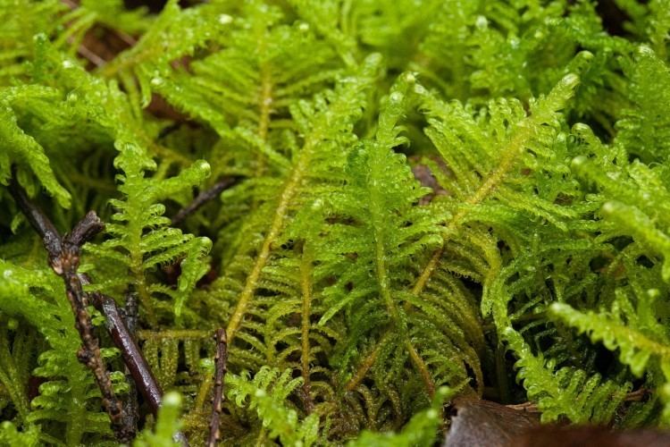 Ptilium crista-castrensis mossPtilium cristacastrensis Ohio Moss and Lichen Association