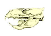 Ptilodontoidea httpsuploadwikimediaorgwikipediacommonsthu