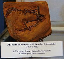 Ptilodus httpsuploadwikimediaorgwikipediacommonsthu