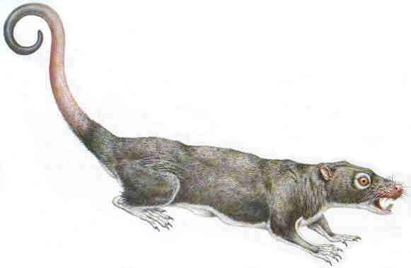 Ptilodus Paleocene mammals of the world