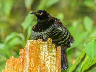 Ptiloris Ptiloris victoriae Victorias Riflebird Discover Life
