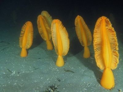 Ptilosarcus gurneyi The Sea Slug Forum Armina californica