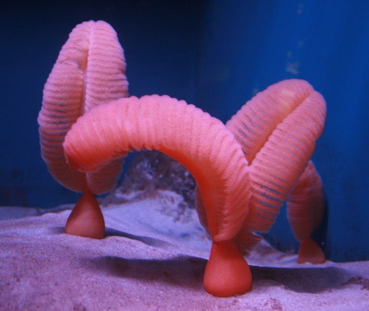 Ptilosarcus gurneyi Let39s do Some Zoology Orange Sea Pen Ptilosarcus gurneyi a