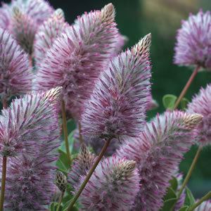 Ptilotus PTILOTUS JOEY PBR Garden Express