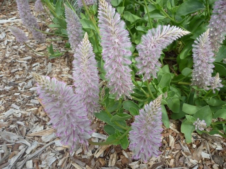 Ptilotus Ptilotus exaltatus 39Joey39 Mulla Mulla Gardening With Angus