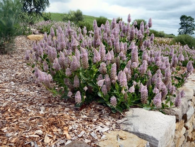 Ptilotus Ptilotus exaltatus 39Joey39 Mulla Mulla Gardening With Angus