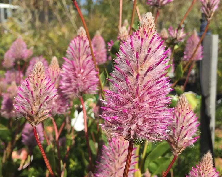 Ptilotus GardensOnline Ptilotus Exaltus