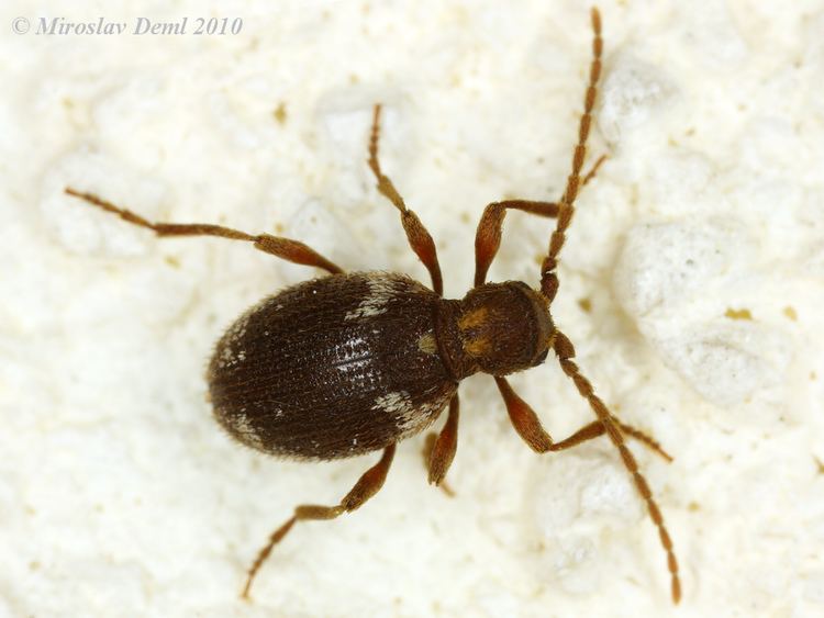 Ptinus Ptinus fur Whitemarked Spider Beetle Image BioLibcz